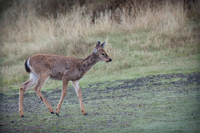 Darling Tiny Fawn