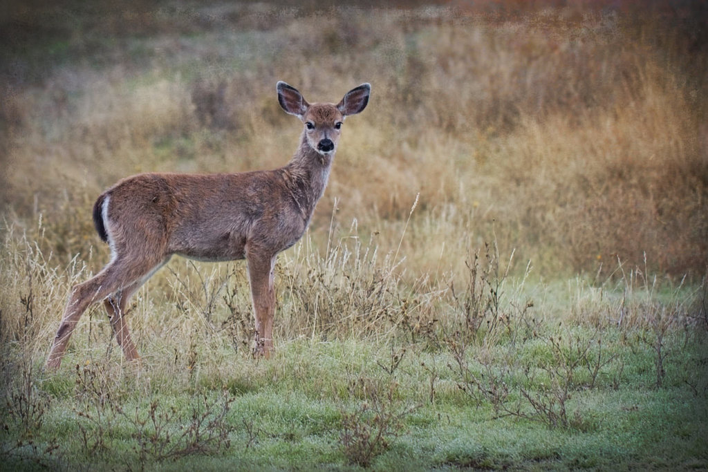 277/365: "Innocence is always unsuspicious." ~ Joseph Joubert