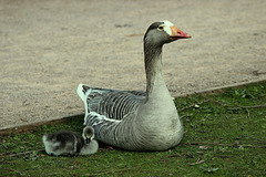 Greylag Goose and Gosling