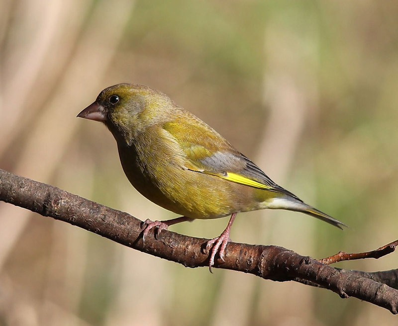 Gavin the Greenfinch