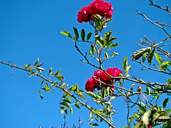 Roses against the sky.