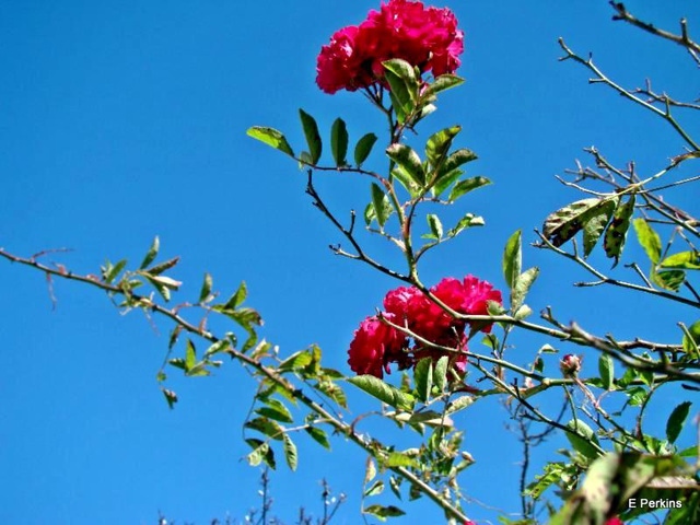 Roses against the sky.