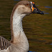 Greater White-fronted Goose Close-Up