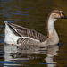 Female Greater White-fronted Goose
