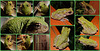 The Two Frog Night Collage