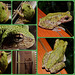 The Two Frog Night Collage