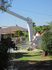 TreeRemoval201310 013