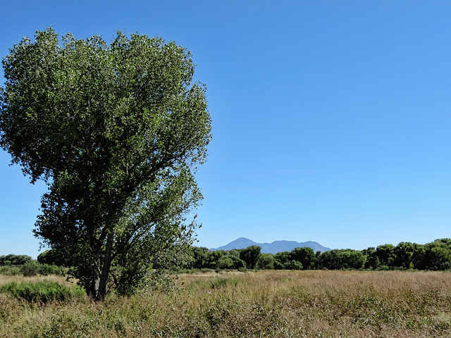 Cottonwoods Along The San Pedro River