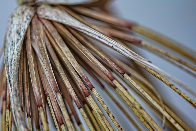 pharoh grass seed head