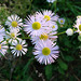 Blumen im Herbst - Strahlenaster