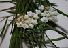 Hoya linearis