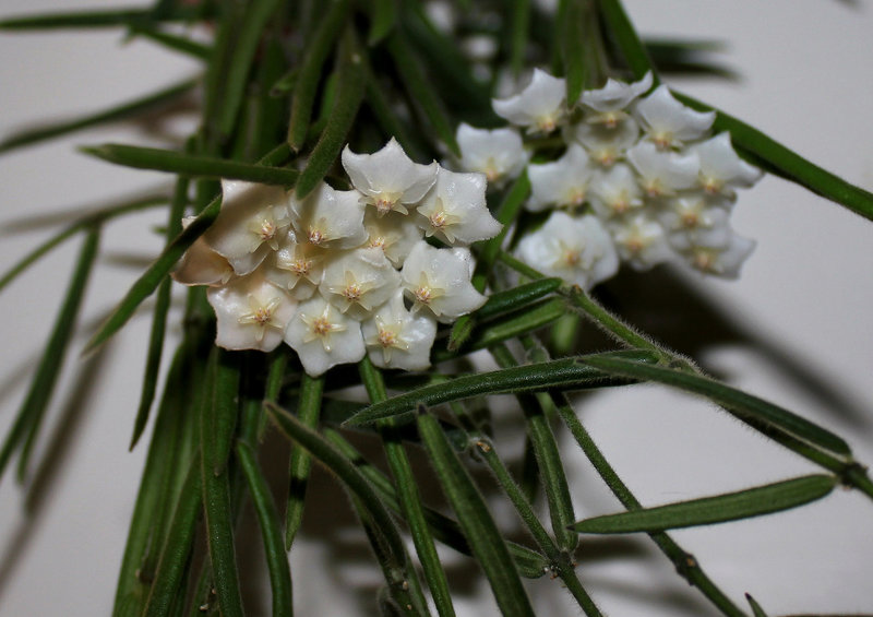 Hoya linearis