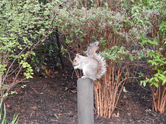 Squirrel in the park