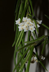 Hoya linearis  (2)