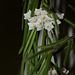 Hoya linearis  (2)