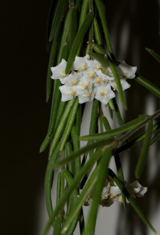 Hoya linearis  (2)