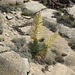 Trona ChimneyPeak 28