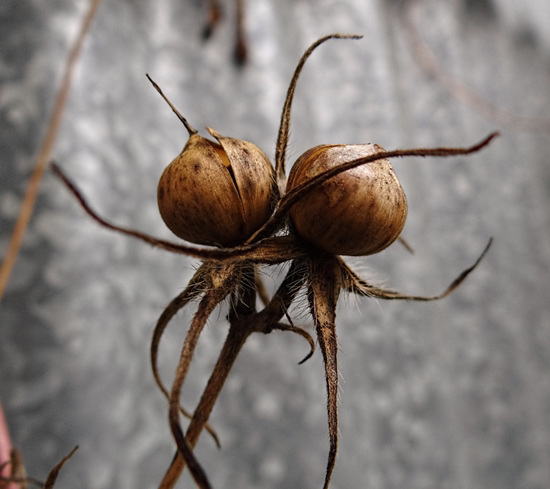 Morning Glory seed pod twins !