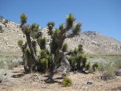 Trona ChimneyPeak 33