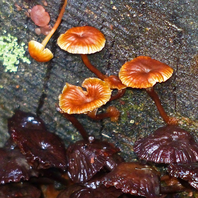 Tiny, orange shrooms