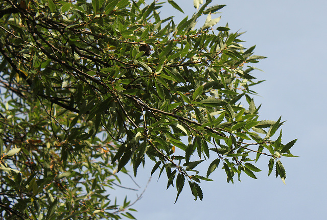 Quercus libani