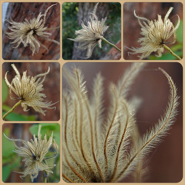 Clematis seed head Collage
