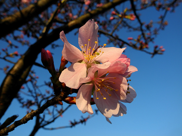 BESANCON: Une fleur de prunus (Prunus cerasifera).