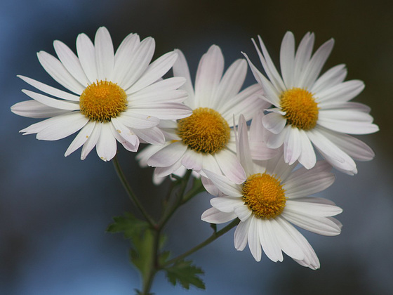 Chrysanthemums