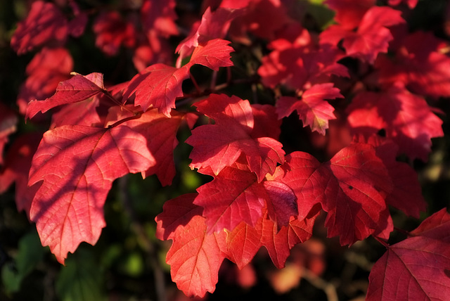 Feuilles d'automne de la Viorne Obier