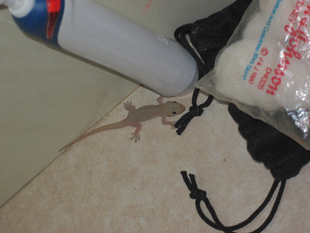 Gecko201310 003 Gecko201310 003