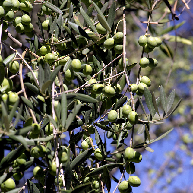 Mediterranian Staff of Life