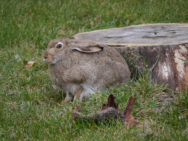 Urban Bunny