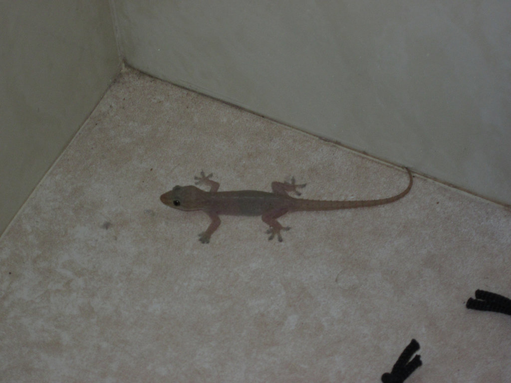 Gecko201310 004