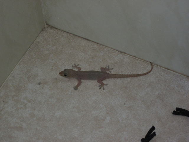 Gecko201310 004 Gecko201310 004