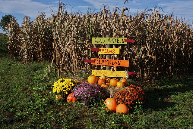 See The Corn Maze