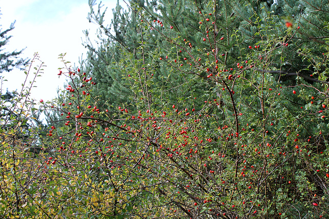 Cynorrhodon- Rosa canina