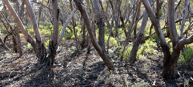 Red Mallee and Zygophyllum, Moongi School site