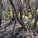 Red Mallee and Zygophyllum, Moongi School site