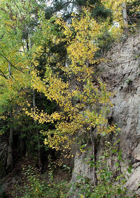 Populus tremula