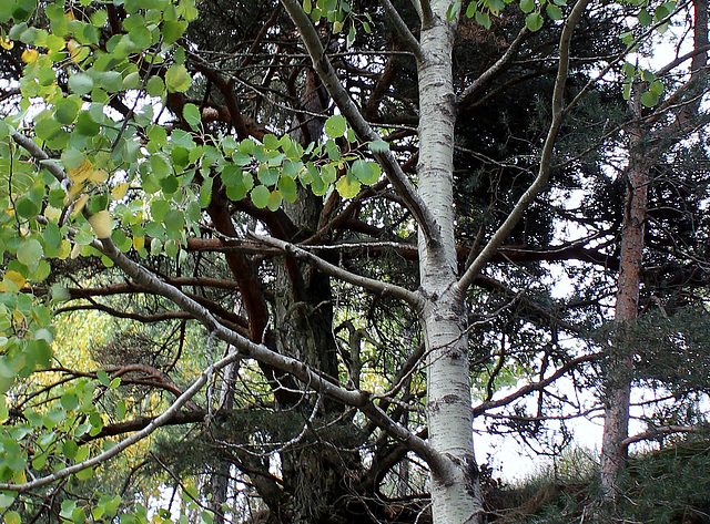 Populus tremula (2)