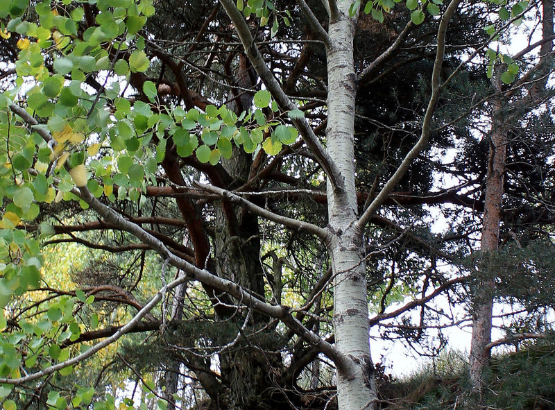 Populus tremula (2)
