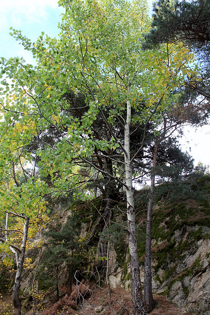 Populus tremula (3)