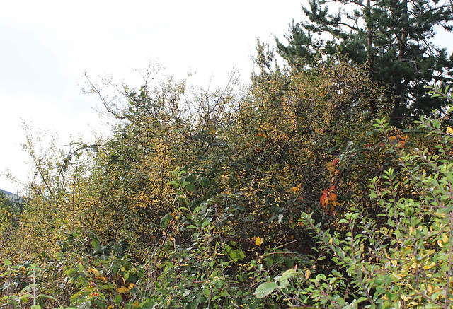 Prunelliers
