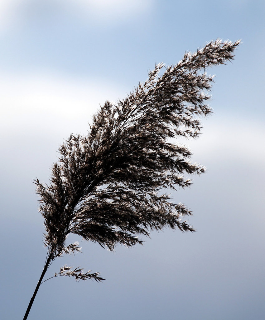 Natur am See