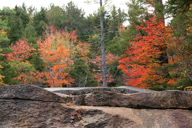 Forest red