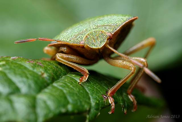 Common Green Shieldbug