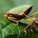 Common Green Shieldbug