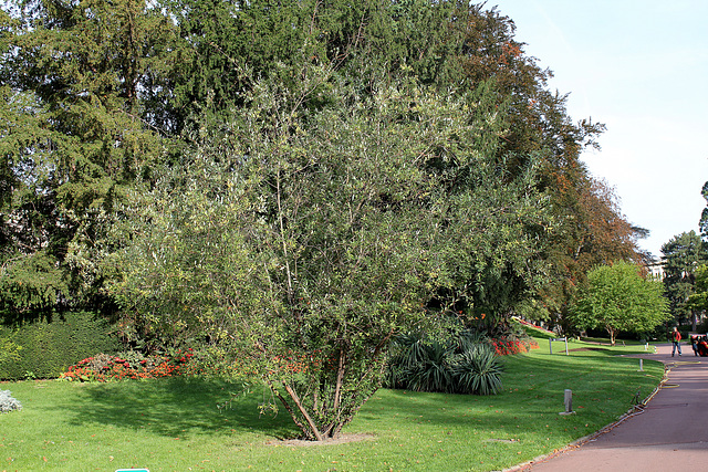 Salix daphnoïdes-Saule daphné