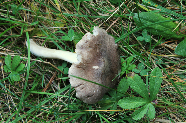 Tricholome terreum