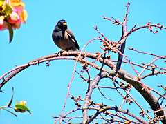 Myna bird